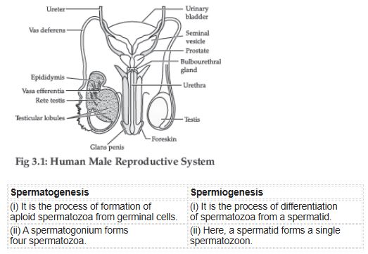 CBSE-Class-12-Biology-Human-Reproduction-Assignment-Set-D-7