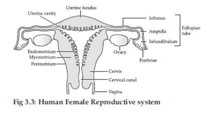 CBSE-Class-12-Biology-Human-Reproduction-Assignment-Set-D-9