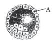 CBSE-Class-12-Biology-Human-Reproduction-Assignment-Set-D