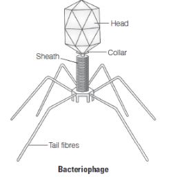CBSE-Class-12-Biology-Microbes-in-Human-Welfare-Assignment-Set-D-2