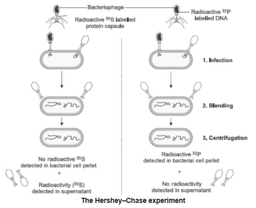 CBSE-Class-12-Biology-Molecular-Basis-of-Inheritance-Assignment-Set-C-1
