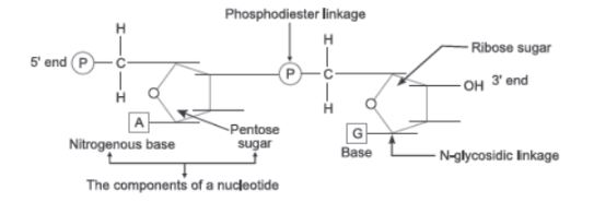 CBSE-Class-12-Biology-Molecular-Basis-of-Inheritance-Assignment-Set-C-2