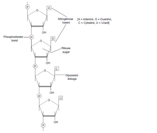 CBSE-Class-12-Biology-Molecular-Basis-of-Inheritance-Assignment-Set-C-3