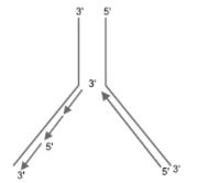 CBSE-Class-12-Biology-Molecular-Basis-of-Inheritance-Assignment-Set-C-4