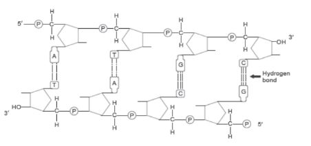 CBSE-Class-12-Biology-Molecular-Basis-of-Inheritance-Assignment-Set-C-5