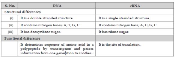 CBSE-Class-12-Biology-Molecular-Basis-of-Inheritance-Assignment-Set-C-6
