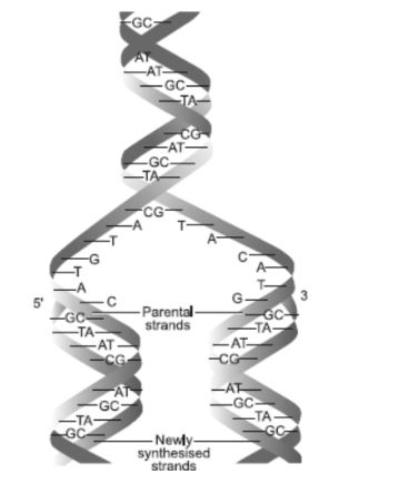 CBSE-Class-12-Biology-Molecular-Basis-of-Inheritance-Assignment-Set-C-9