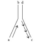 CBSE-Class-12-Biology-Molecular-Basis-of-Inheritance-Assignment-Set-D-1