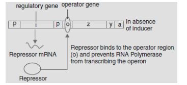 CBSE-Class-12-Biology-Molecular-Basis-of-Inheritance-Assignment-Set-D-10