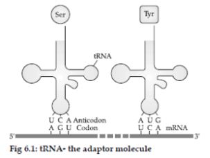 CBSE-Class-12-Biology-Molecular-Basis-of-Inheritance-Assignment-Set-D-11