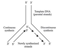 CBSE-Class-12-Biology-Molecular-Basis-of-Inheritance-Assignment-Set-D-12