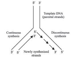 CBSE-Class-12-Biology-Molecular-Basis-of-Inheritance-Assignment-Set-D-13