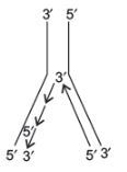 CBSE-Class-12-Biology-Molecular-Basis-of-Inheritance-Assignment-Set-D-14
