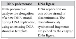 CBSE-Class-12-Biology-Molecular-Basis-of-Inheritance-Assignment-Set-D-15