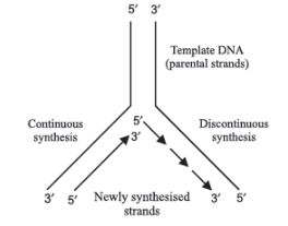 CBSE-Class-12-Biology-Molecular-Basis-of-Inheritance-Assignment-Set-D-16