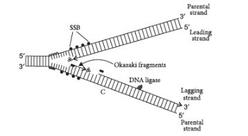 CBSE-Class-12-Biology-Molecular-Basis-of-Inheritance-Assignment-Set-D-17