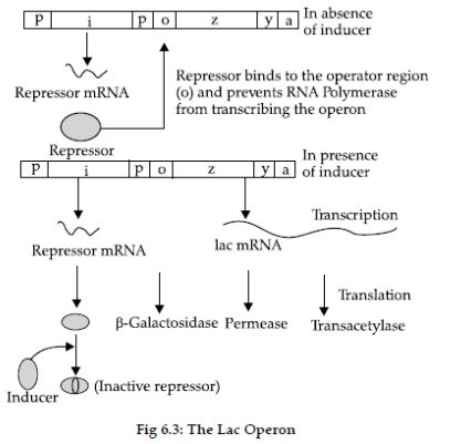 CBSE-Class-12-Biology-Molecular-Basis-of-Inheritance-Assignment-Set-D-3