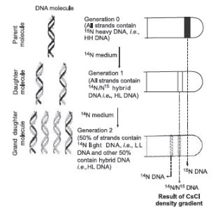CBSE-Class-12-Biology-Molecular-Basis-of-Inheritance-Assignment-Set-D-4