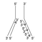 CBSE-Class-12-Biology-Molecular-Basis-of-Inheritance-Assignment-Set-D-5