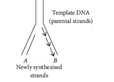 CBSE-Class-12-Biology-Molecular-Basis-of-Inheritance-Assignment-Set-D-R