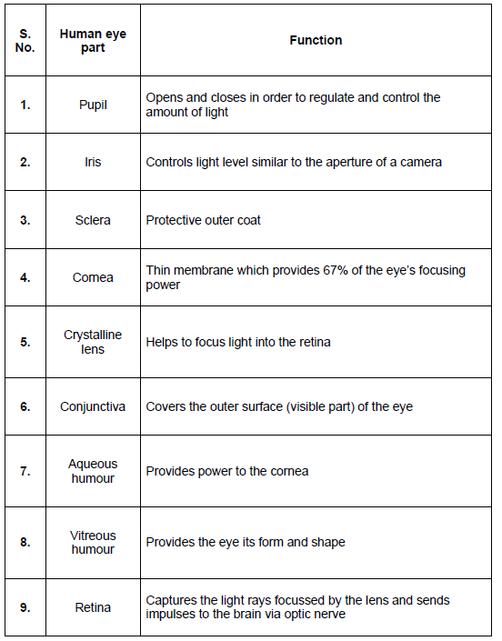 CBSE-Class-12-Biology-Nervous-System-Notes