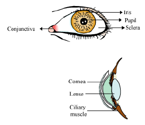 CBSE-Class-12-Biology-Nervous-System-Notes-14