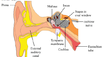 CBSE-Class-12-Biology-Nervous-System-Notes-18