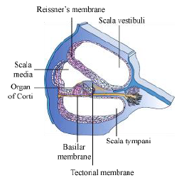 CBSE-Class-12-Biology-Nervous-System-Notes-19