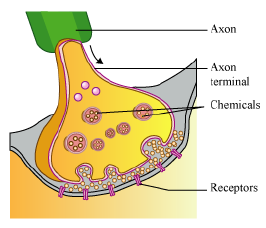 CBSE-Class-12-Biology-Nervous-System-Notes-2
