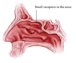 CBSE-Class-12-Biology-Nervous-System-Notes-21