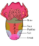 CBSE-Class-12-Biology-Nervous-System-Notes-22