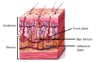 CBSE-Class-12-Biology-Nervous-System-Notes-23