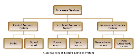 CBSE-Class-12-Biology-Nervous-System-Notes-4