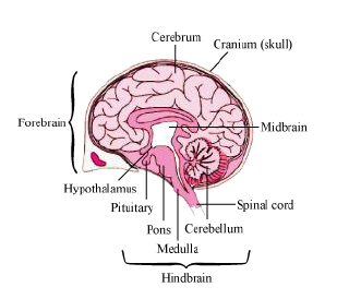 CBSE-Class-12-Biology-Nervous-System-Notes-5
