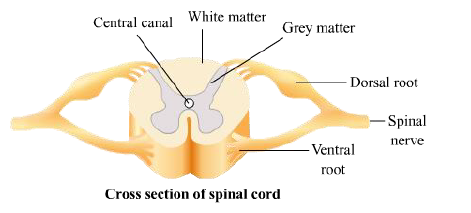 CBSE-Class-12-Biology-Nervous-System-Notes-6