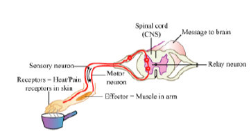 CBSE-Class-12-Biology-Nervous-System-Notes-9