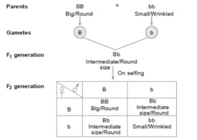 CBSE-Class-12-Biology-Principles-of-Inheritance-and-Variation-Assignment-Set-C-1