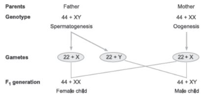 CBSE-Class-12-Biology-Principles-of-Inheritance-and-Variation-Assignment-Set-C-10