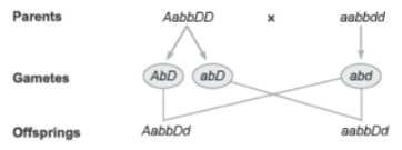 CBSE-Class-12-Biology-Principles-of-Inheritance-and-Variation-Assignment-Set-C-15