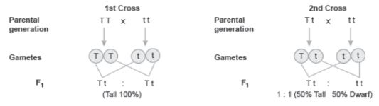 CBSE-Class-12-Biology-Principles-of-Inheritance-and-Variation-Assignment-Set-C-16