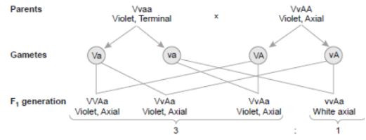 CBSE-Class-12-Biology-Principles-of-Inheritance-and-Variation-Assignment-Set-C-2