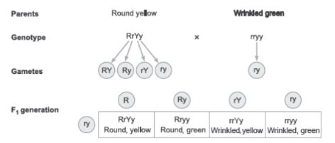 CBSE-Class-12-Biology-Principles-of-Inheritance-and-Variation-Assignment-Set-C-3