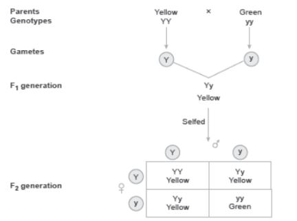 CBSE-Class-12-Biology-Principles-of-Inheritance-and-Variation-Assignment-Set-C-4