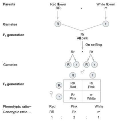 CBSE-Class-12-Biology-Principles-of-Inheritance-and-Variation-Assignment-Set-C-5