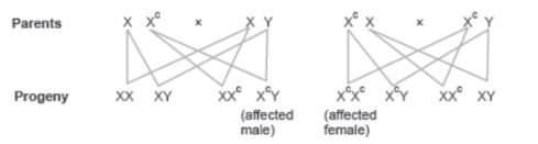 CBSE-Class-12-Biology-Principles-of-Inheritance-and-Variation-Assignment-Set-C-6