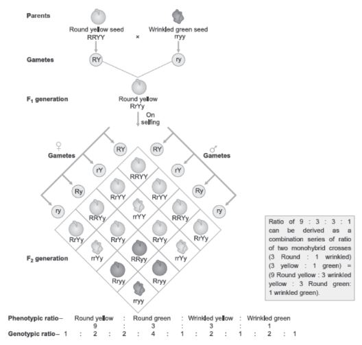 CBSE-Class-12-Biology-Principles-of-Inheritance-and-Variation-Assignment-Set-C-7