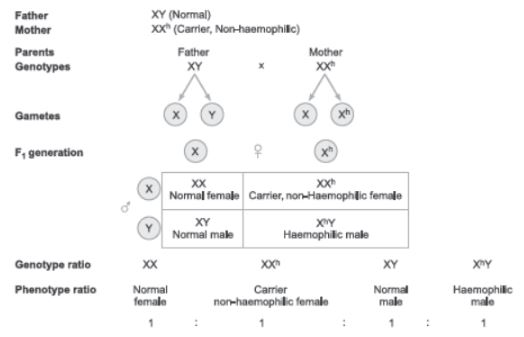 CBSE-Class-12-Biology-Principles-of-Inheritance-and-Variation-Assignment-Set-C-8