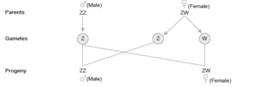 CBSE-Class-12-Biology-Principles-of-Inheritance-and-Variation-Assignment-Set-C-9