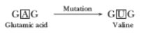 CBSE-Class-12-Biology-Principles-of-Inheritance-and-Variation-Assignment-Set-C