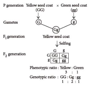 CBSE-Class-12-Biology-Principles-of-Inheritance-and-Variation-Assignment-Set-D-1